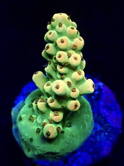 WYSIWYG 15D Canary Cove Acropora-0