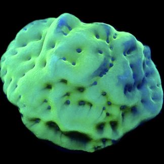 WYSIWYG 7G Mojito Montipora Palawanensis Large