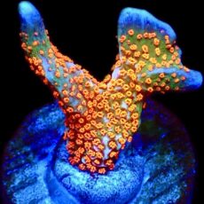 WYSIWYG M23 Ultra Forest Fire Montipora