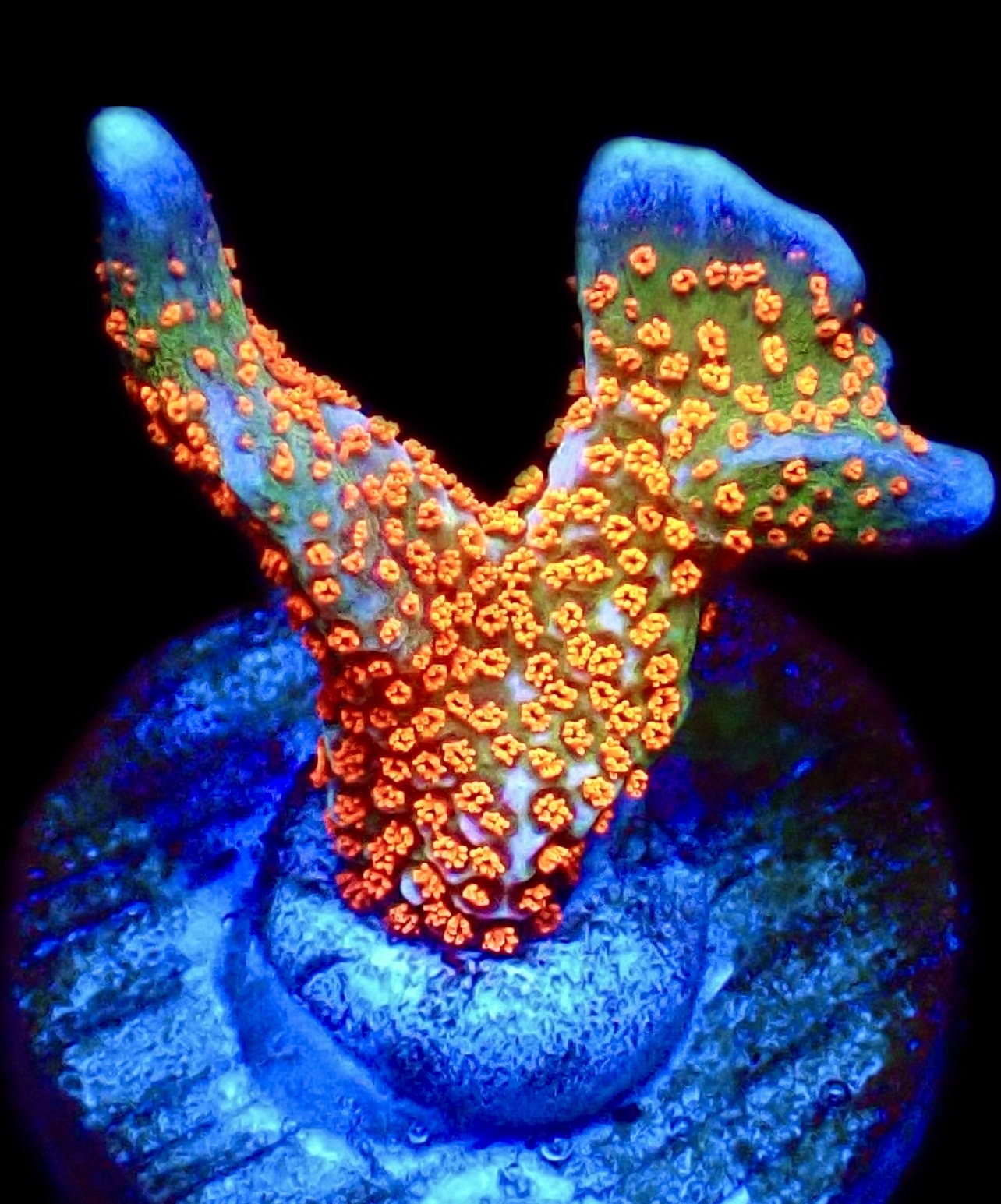 WYSIWYG M23 Ultra Forest Fire Montipora