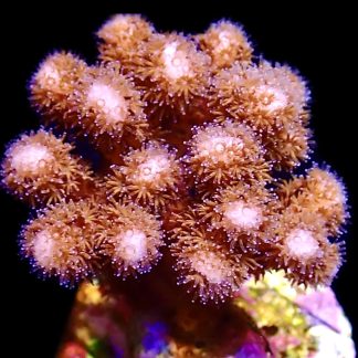 WYSIWYG 12J M.O.C. Golden Rod Pocillopora Frag