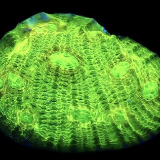 WYSIWYG 33F Alien Eye Chalice Frag