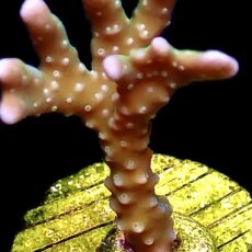 WYSIWYG 21J Pink Pearl Anacropora Frag