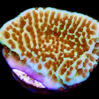 WYSIWYG 19A Jedi Mind Trick Montipora