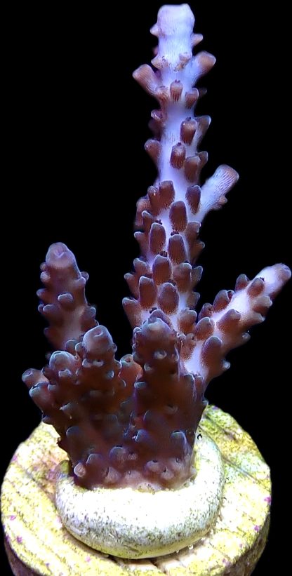 WYSIWYG 21J Acropora Selago Blue Large