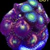 WYSIWYG Zoanthid Frag B31