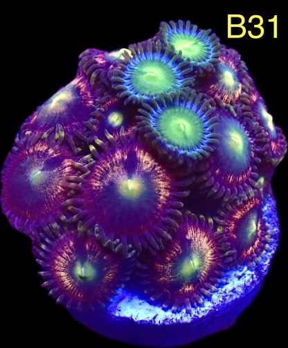 WYSIWYG Zoanthid Frag B31