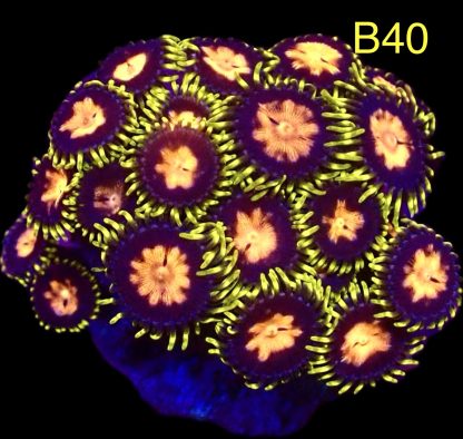 WYSIWYG Zoanthid Frag B40