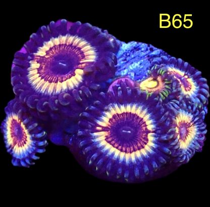 WYSIWYG Zoanthid Frag B65