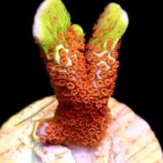 WYSIWYG 16G Ultra Forest Fire Montipora