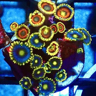 WYSIWYG Zoanthid Frag Q39