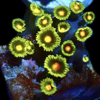 WYSIWYG Zoanthid Frag Q49