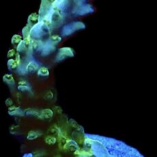 WYSIWYG 24D Blue Marvel Staghorn Acropora Frag Large