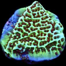 Jedi Mind Trick Montipora