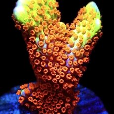 WYSIWYG 16G Ultra Forest Fire Montipora