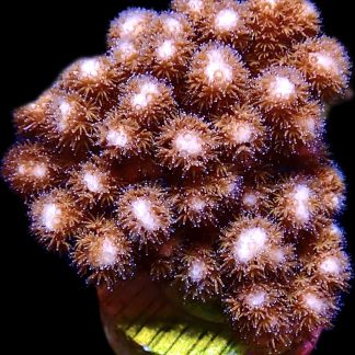 WYSIWYG 29B-E Cherry Tree Pocillopora Cultured Colony