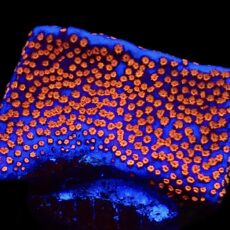 WYSIWYG 7C Superman Montipora