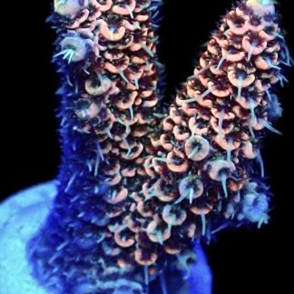 WYSIWYG 27D Red Sky Millepora
