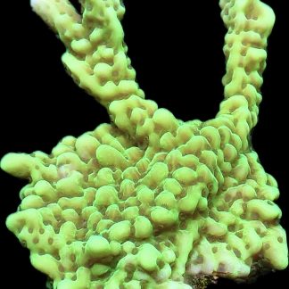 WYSIWYG 20B Appleberry Montipora Large