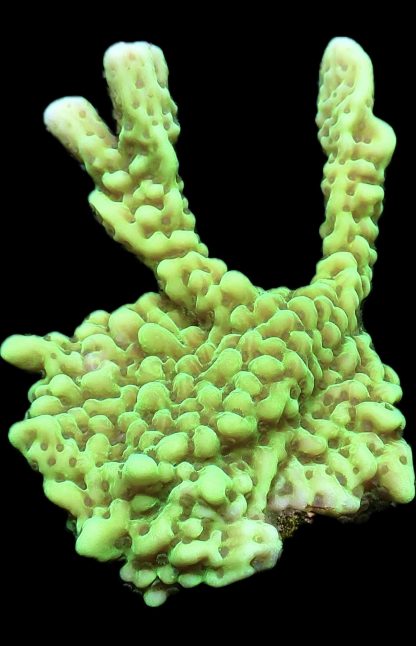 WYSIWYG 20B Appleberry Montipora Large