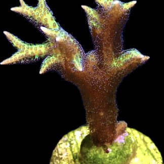 WYSIWYG 19B Lime Berry Hysterix Frag