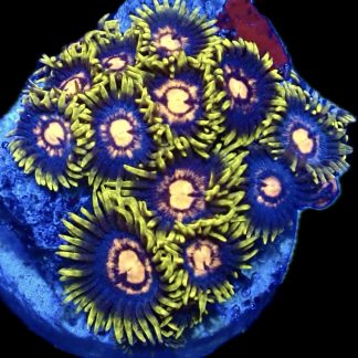 WYSIWYG Zoanthid Frag B2
