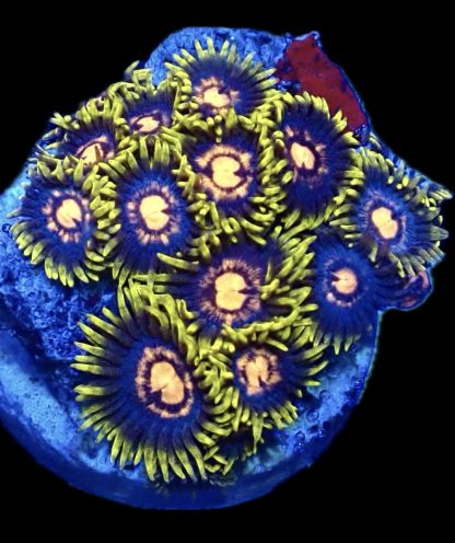 WYSIWYG Zoanthid Frag B2