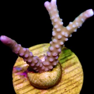 WYSIWYG 13K Pink Pearl Anacropora Frag