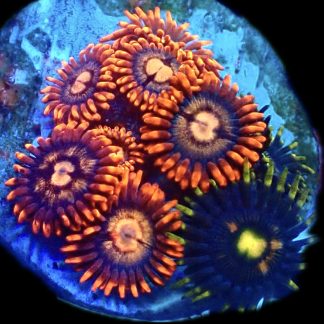 WYSIWYG Zoanthid Frag B40