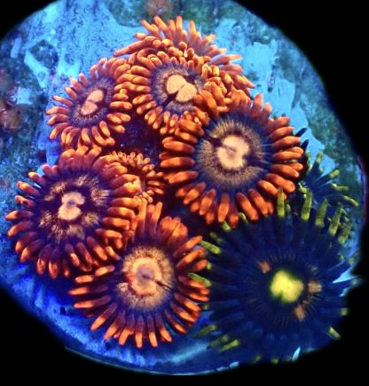 WYSIWYG Zoanthid Frag B40