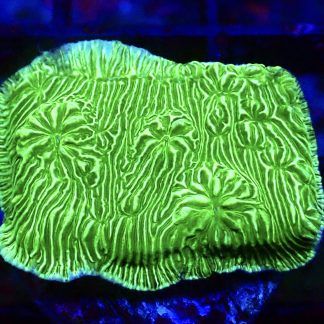 WYSIWYG 35J Wrinkle Leptoseris Frag