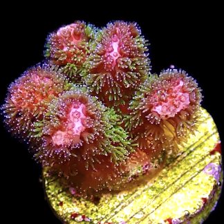 WYSIWYG 28A Amethyst Gem Pocillopora Frag