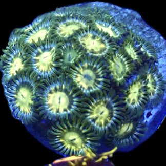 WYSIWYG Zoanthid Frag B29
