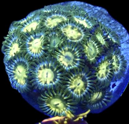 WYSIWYG Zoanthid Frag B29