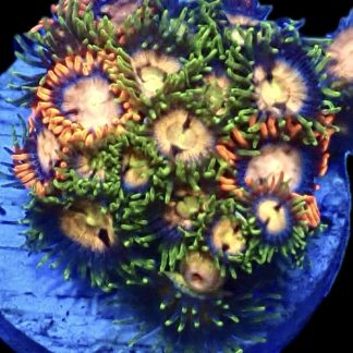 WYSIWYG Zoanthid Frag B31