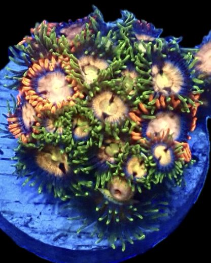 WYSIWYG Zoanthid Frag B31
