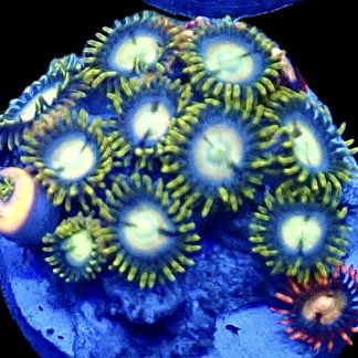 WYSIWYG Zoanthid Frag B32