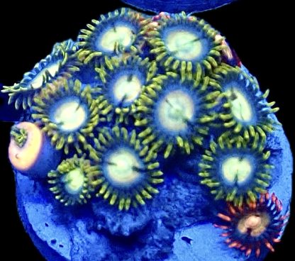 WYSIWYG Zoanthid Frag B32