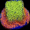 M.O.C. Rainbow Montipora Frag