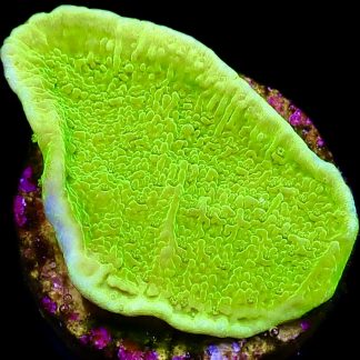 WYSIWYG 14A Toxic Lime Plating Montipora