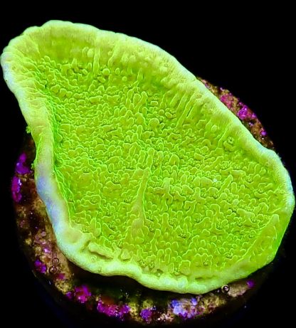 WYSIWYG 14A Toxic Lime Plating Montipora