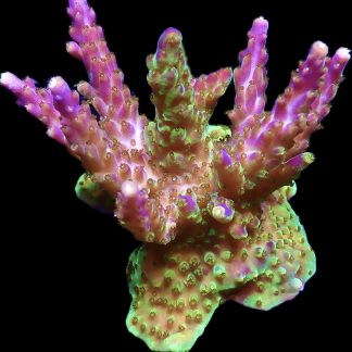 WYSIWYG 17H Purple Monster Acropora Colony