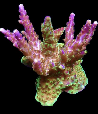 WYSIWYG 17H Purple Monster Acropora Colony