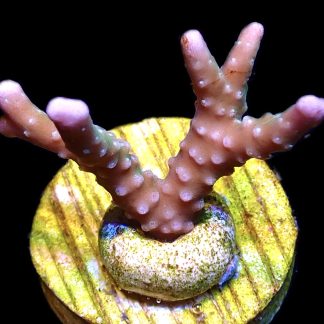 WYSIWYG 8K Pink Pearl Anacropora Frag