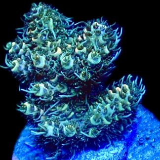 WYSIWYG 14F Sunset Millepora Frag