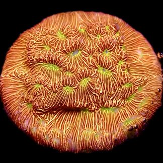 WYSIWYG 16K Jack O' Lantern Leptoseris Frag