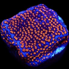 WYSIWYG 14B Superman Montipora