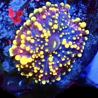 WYSIWYG A1 Orange Ricordea Yuma