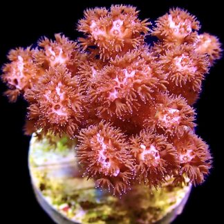 WYSIWYG 11J Ultra Cherry Tree Pocillopora Frag
