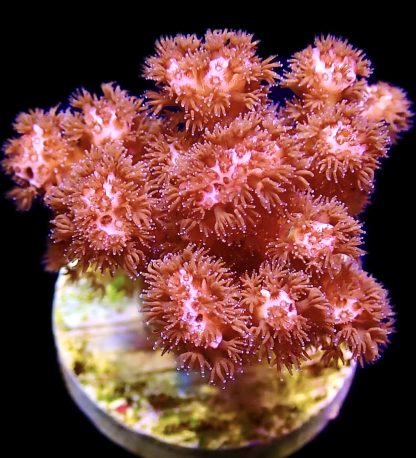 WYSIWYG 11J Ultra Cherry Tree Pocillopora Frag